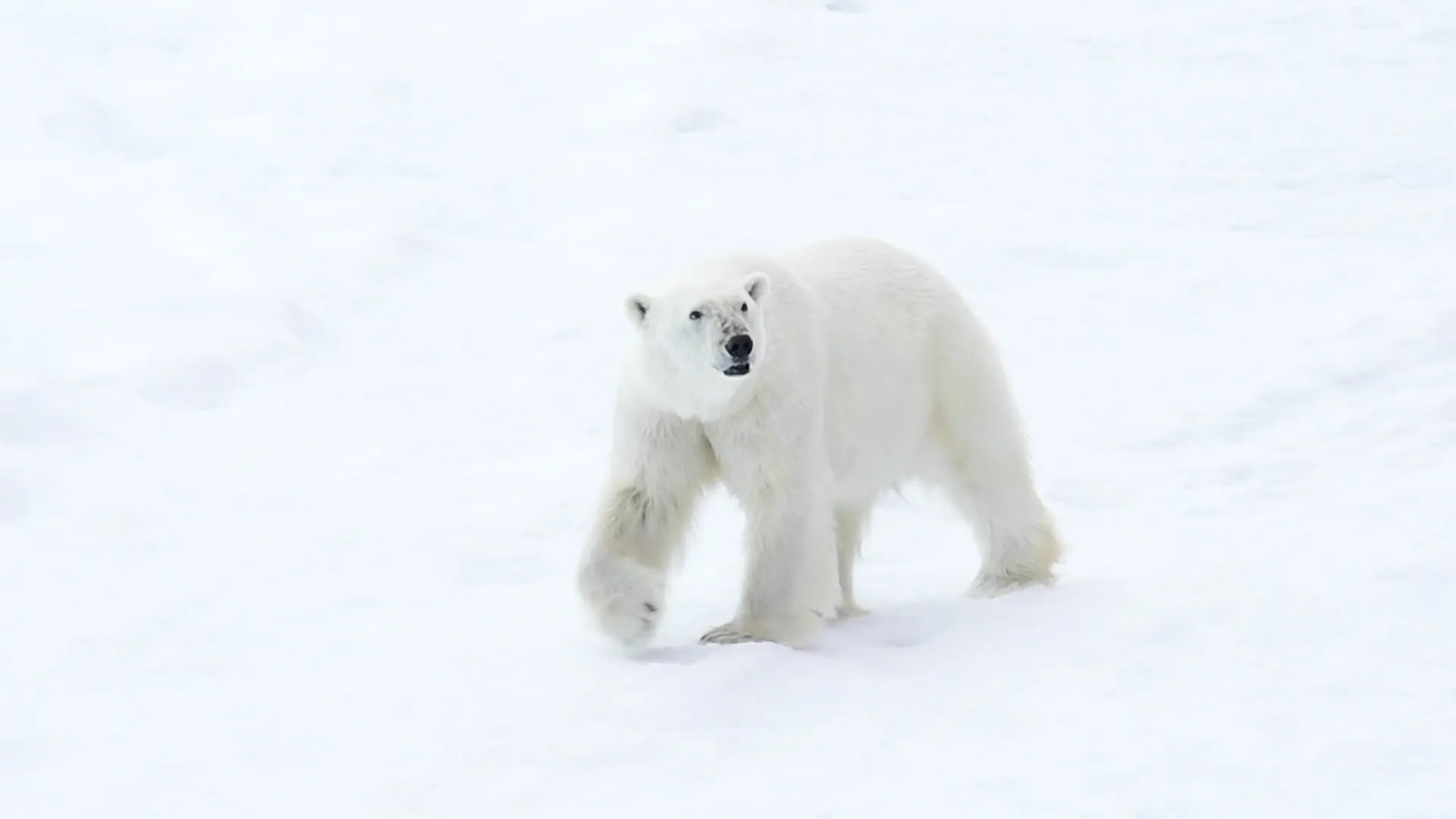 Eisbär in arktischer Landschaft